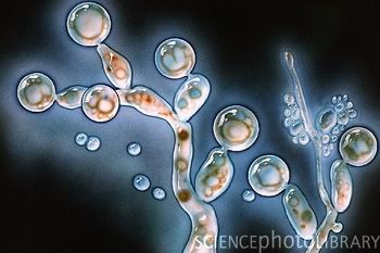 Candida albicans