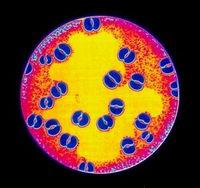 ���������� Neisseria gonorrhoea