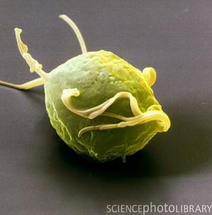 Trichomonas vaginalis
