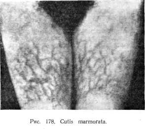 Cutia_marmorata